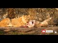 HADITHI YA SUNGURA SWALA NA SIMBA HADITHI YA SUNGURA SWALA NA SIMBA