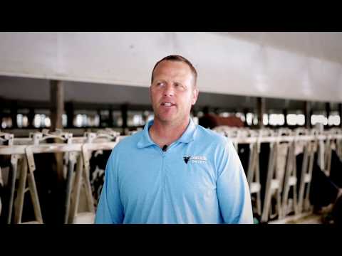 Carlson Dairy - Farm Profile - Featuring GEA CowScout
