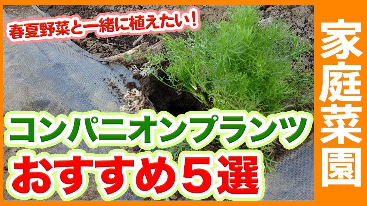 ★1787   コンパニオンプランツ : 農薬に頼らない家庭菜園 農薬に頼らない家庭菜園 コンパニオンプランツ - メルカリ