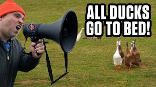 Putting 78 Birds to Bed at Night