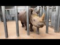 May 26 - Rhino Bath