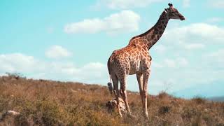 SOUTH AFRICA giraffes, Kruger national park (hd-video)