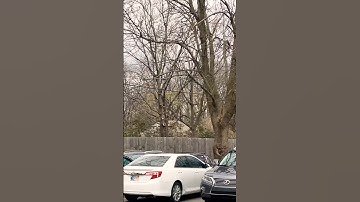 CSX 5231 Leads Manifest West | Frankfort Ave, KY