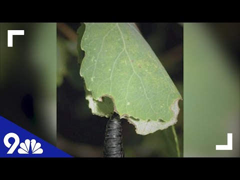 Video: Tortrix Moth Yaşam Döngüsü: Tortrix Moth Tırtıl Tanımlama ve Tedavi