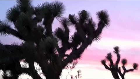 Joshua Tree  - Spring Break 2013