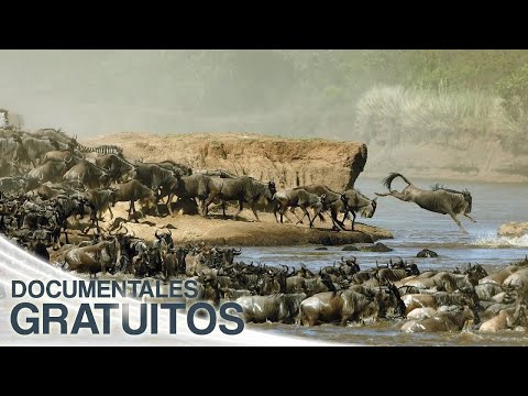 La gran migración animal | Episodio Completo