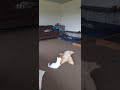 Crazy cute kitten and Hamish the dog playtime