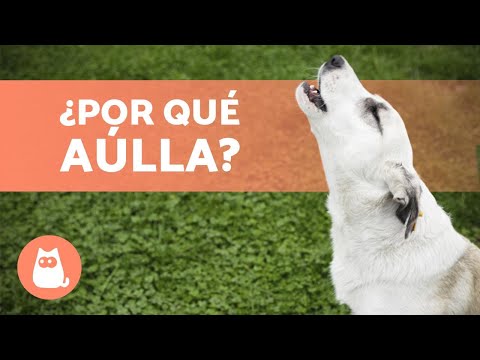 Video: 10 razones por las que los perros aullan