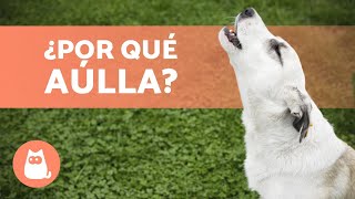 ¿Por qué AÚLLAN los PERROS?  ¡10 Motivos! ✅