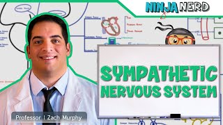 Neurology | Sympathetic Nervous System
