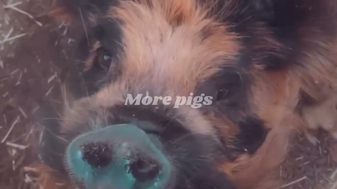 COMW SOEND A DAY WTH ME AT THE BARBER FARM..