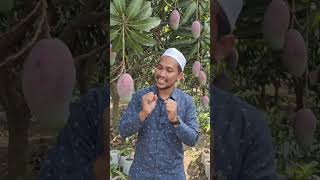 panen mangga red Brazil.#trending #viral #creator #short #vlog #youtube #creative