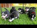 Puppies go outside for the First Time!