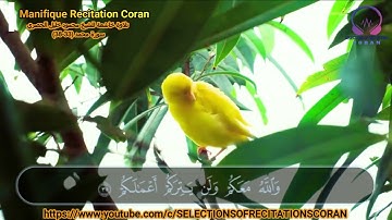 سورة محمد( 33-38 ) - محمود خليل الحصري Surat MOHAMED By Mahmoud Hussary