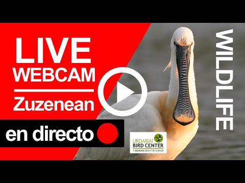 🔴 Urdaibai Wildlife Cam - En DIRECTO · Zuzenean · Live! [1080p]