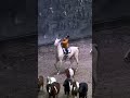 How does the five-year-old child sister control the naughty horse#The Akhal-Teke BMW Base
