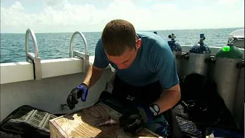 Venom Hunter: Lion Fish