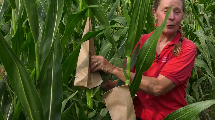 What are Corn Hybrids?  Where did they come from? ...