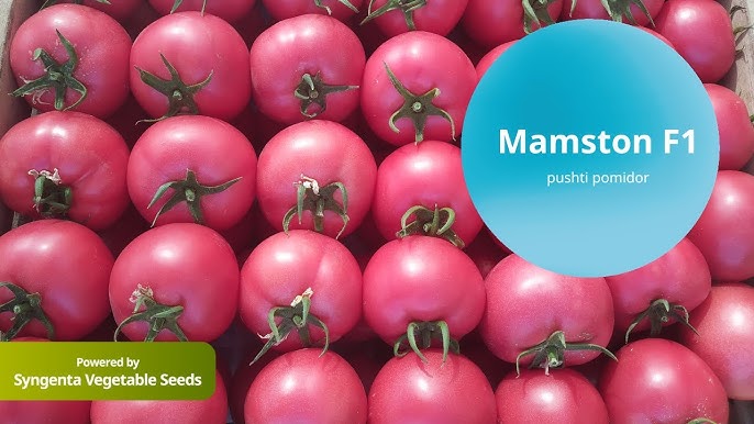 Hardkor squirting porno onlayn Jinsiy aloqa boglovchi arqon boglash