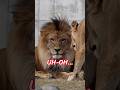百獣の王アース、一瞬ビビる🦁 息子デンと睨めっこしてたらママが来た！｜のんほいパーク #shorts