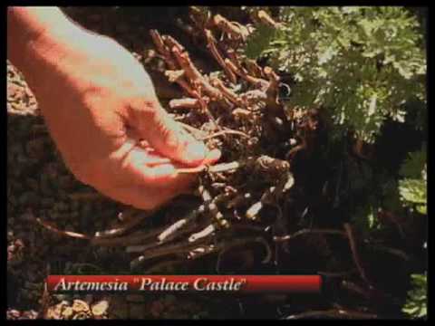 How To Choose The Best Plants For Your Xeriscape G...