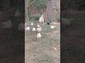 скоро их будет милион #chicen #comedyshorts