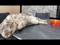 缶詰を発見した猫にフタを開けろとせがまれました