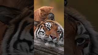 Ginger Cat Gives Tiger A Vigorous Ear Groom