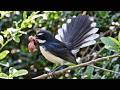 Full Life Cycle ⚡🐣 Java Fantail Nesting And Chick Survival | Life of Wings