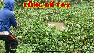 Câu Cá Tra - Cá Rô Đồng Ở Trong Mấy Lỗ Lục Bình | Fishing - Miền Tây