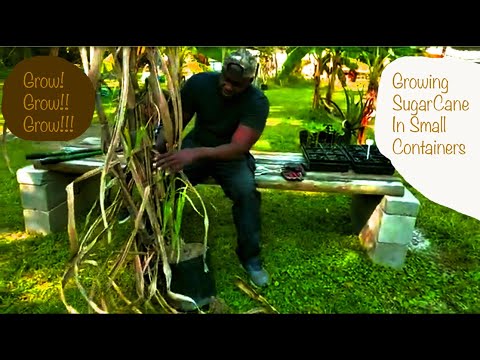 Video: Kan du odla sockerrör i krukor – hur man odlar sockerrörsväxter i kruk
