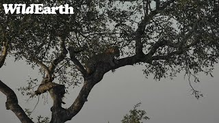 WildEarth - Sunset Safari -21 April 2023