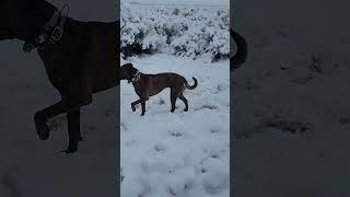 this dog loves the snow apexoutfitters apexhounds dolly