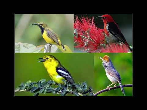 Mp3 pikat semua burung(mp3 jaran goyang)