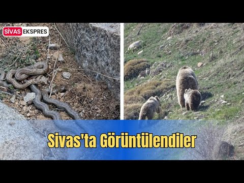 Sivas'ta Görüntülendiler