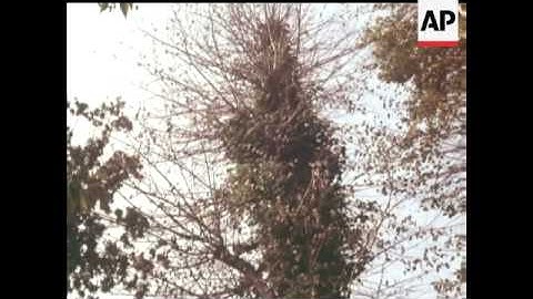 DUTCH ELM DISEASE - IN COLOUR