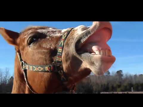 horse-lip-clapping-very-funny-|-horse-dance