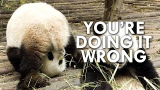 Pandas Are Worse at Sex Than You