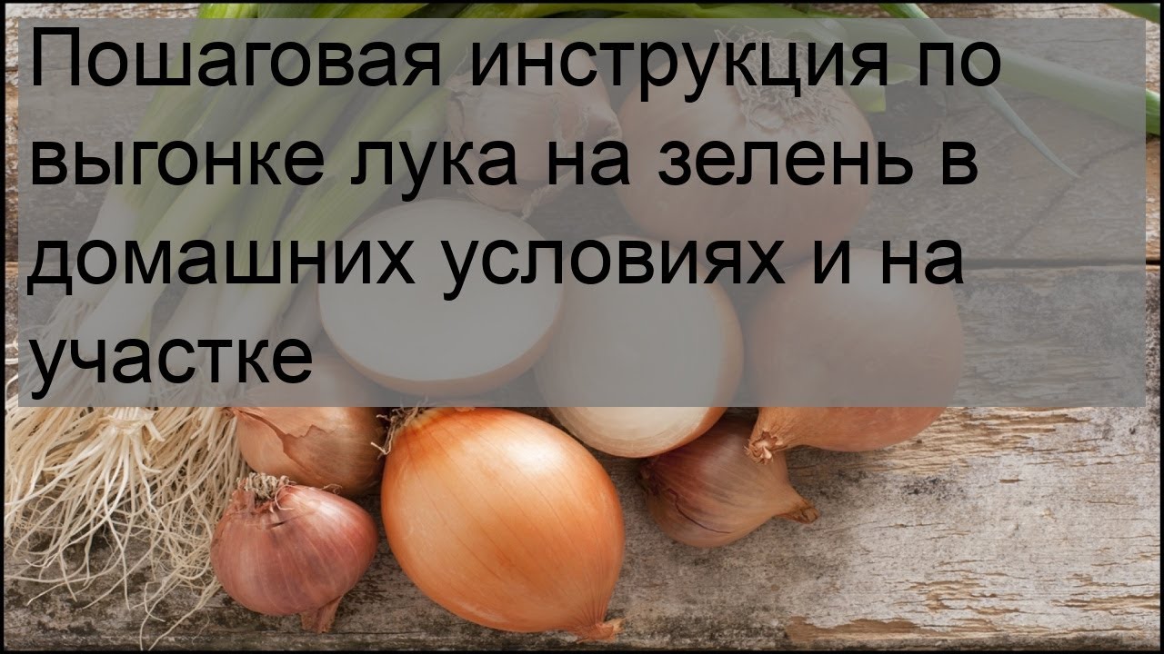 Пошаговая инструкция по выгонке лука на зелень в домашних условиях и на ...