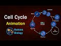 Cell cycle animation