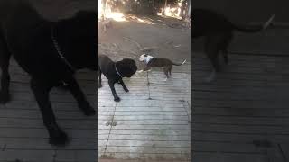 Bo & Piper Playing by Kyle Schwab 1,017 views 2 years ago 1 minute, 4 seconds