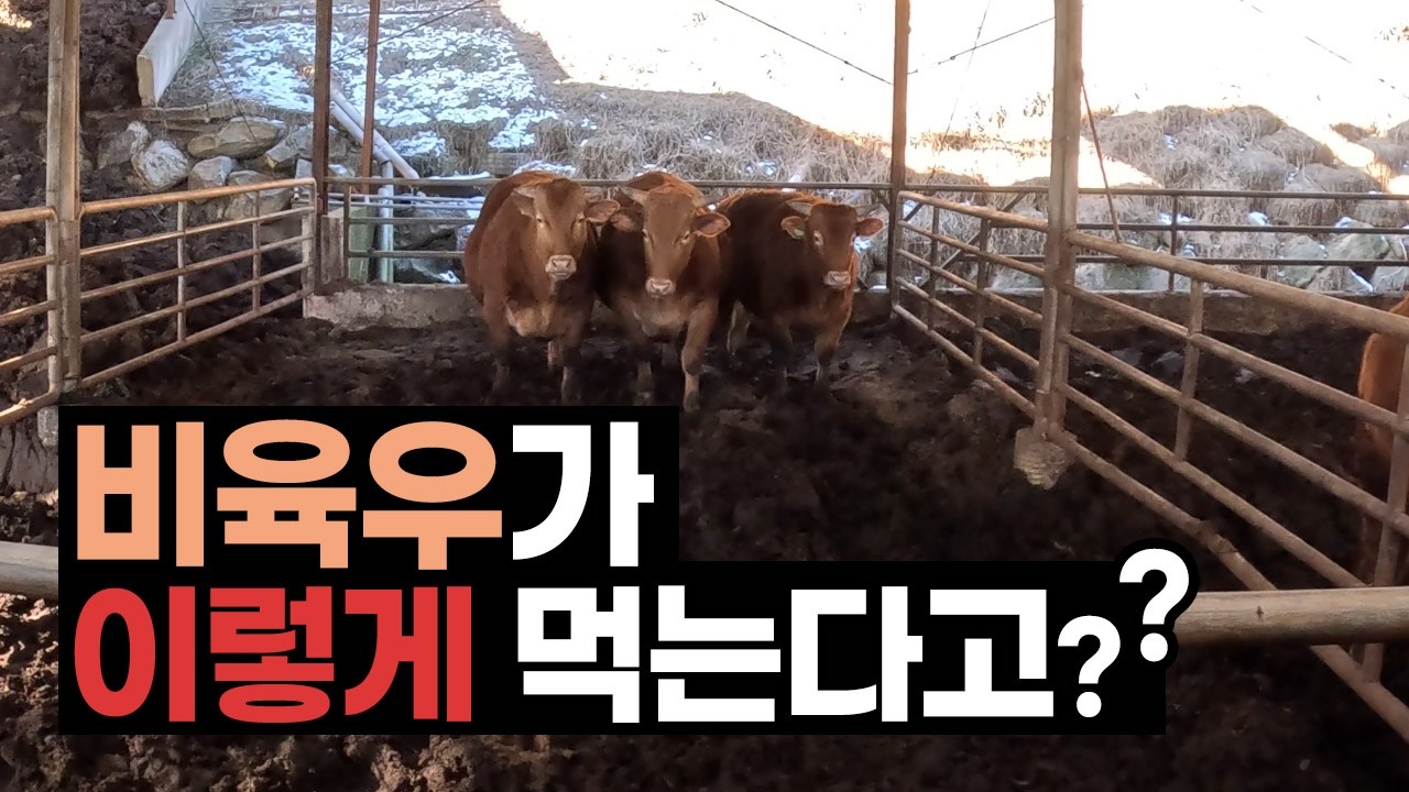 비육우가 이렇게 먹는다고? 섭취량이 달라졌습니다