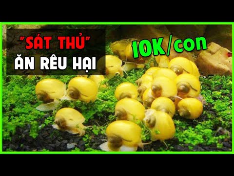 Video Nuôi Ốc Táo Vàng Ăn Thức Ăn Thừa, Ăn Phân Cá, dọn sạch... - youtube