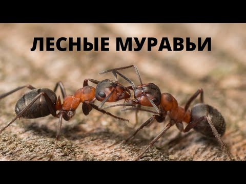 Рыжие лесные муравьи живут в формикарие