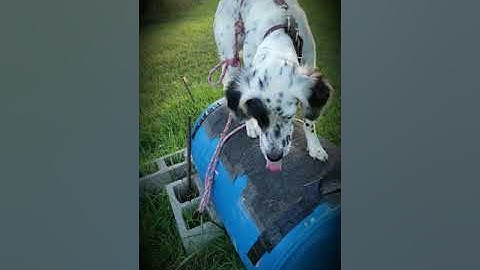 Petey - Beginning Steady to Flush Training R + &  P + (Part 1)