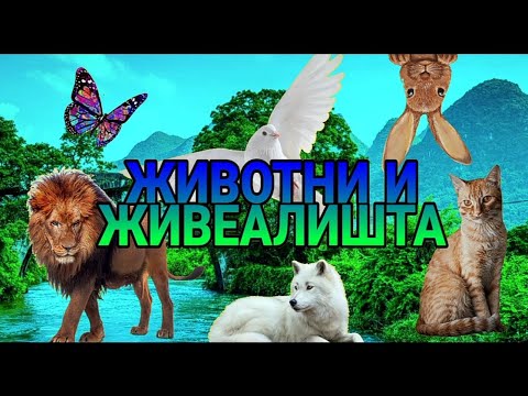 Животни и Живеалишта || Поучно Видео за Сите || VII одделение