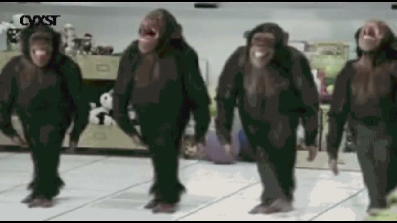 Танцующий шимпанзе. Обезьяна танцует. Танцующие обезьяны. Обезьяна пляшет. Обезьяна танцует лезгинку.