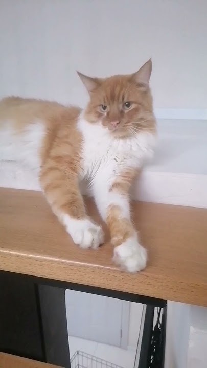 большой огромный кот ☺️🐾 #cat #pets - YouTube