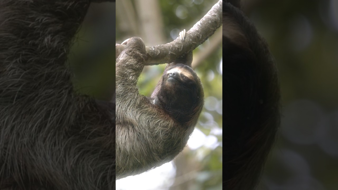 This Is How a Sloth Dies🤯😱 