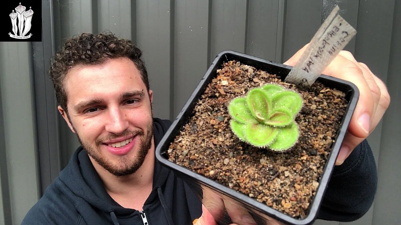 The Carnivorous Plant That Lives Underground (Part 2) - Tuberous Sundew